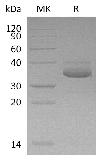 BL-0787NP: Greater than 95% as determined by reducing SDS-PAGE. (QC verified)