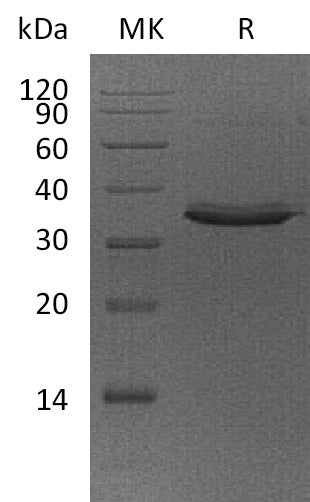 BL-0058NP: Greater than 95% as determined by reducing SDS-PAGE. (QC verified)Recombinant Human TWEAK R Protein (C-Fc)
