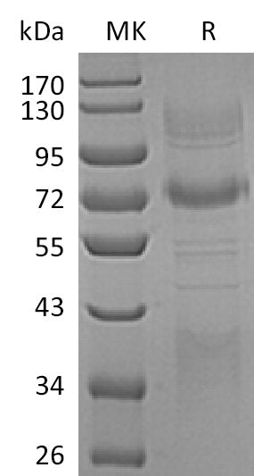 BL-0788NP: Greater than 90% as determined by reducing SDS-PAGE. (QC verified)Recombinant Human Clusterin Protein (C-Fc-6His)