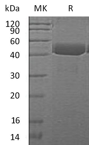 BL-0785NP: Greater than 95% as determined by reducing SDS-PAGE. (QC verified)
