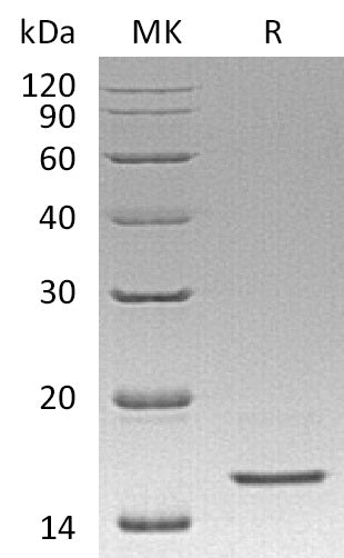 BL-0786NP: Greater than 95% as determined by reducing SDS-PAGE. (QC verified)Recombinant Human REG4 Protein (C-6His)