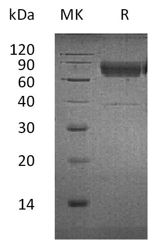 BL-2192NP: Greater than 95% as determined by reducing SDS-PAGE. (QC verified)
