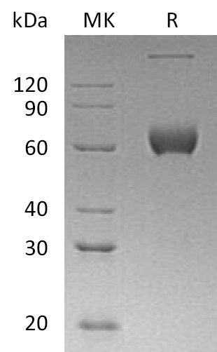 BL-0059NP: Greater than 95% as determined by reducing SDS-PAGE. (QC verified)Recombinant Human ESAM Protein (C-Fc)