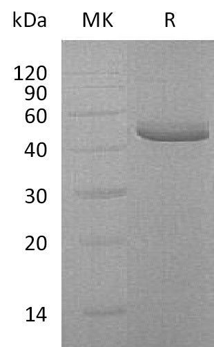 BL-2123NP: Greater than 95% as determined by reducing SDS-PAGE. (QC verified)Recombinant Human TRAIL R2 Protein (C-Fc-6His)