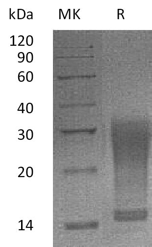 BL-2126NP: Greater than 95% as determined by reducing SDS-PAGE. (QC verified)Recombinant Mouse IL-13 Protein (106AA,C-6His)