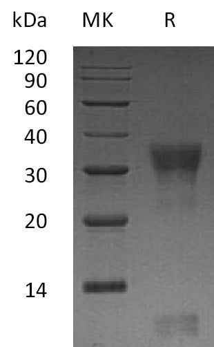 BL-0792NP: Greater than 95% as determined by reducing SDS-PAGE. (QC verified)Recombinant Human PIK3IP1 Protein (C-6His)