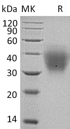 BL-1670NP: Greater than 95% as determined by reducing SDS-PAGE. (QC verified)Recombinant Human SCF Protein (C-6His)