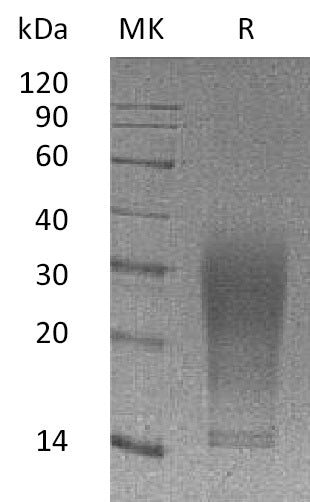 BL-2125NP: Greater than 95% as determined by reducing SDS-PAGE. (QC verified)Recombinant Mouse IL-13 Protein (110AA, C-6His)