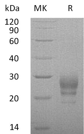 BL-2124NP: Greater than 95% as determined by reducing SDS-PAGE. (QC verified)