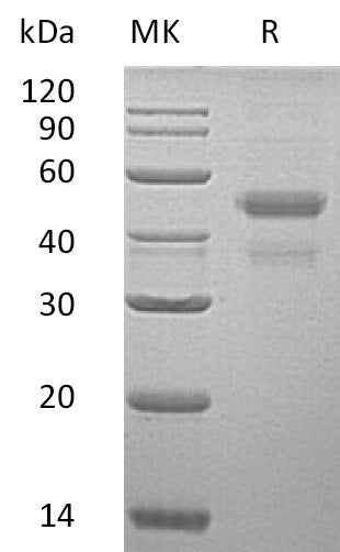 BL-2360NP: Greater than 95% as determined by reducing SDS-PAGE. (QC verified)Recombinant Human ERp44 Protein (C-6His)