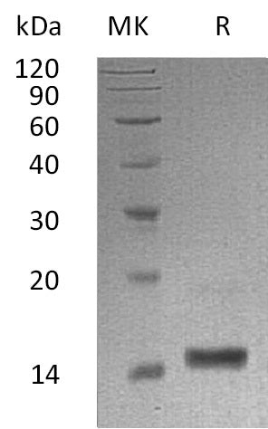 BL-1453NP: Greater than 95% as determined by reducing SDS-PAGE. (QC verified)Recombinant Human LALBA Protein (C-6His)