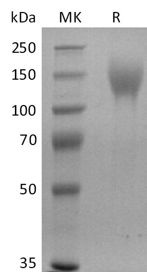 BL-2411NP: Greater than 95% as determined by reducing SDS-PAGE. (QC verified)