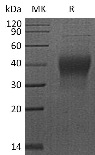 BL-2406NP: Greater than 95% as determined by reducing SDS-PAGE. (QC verified)