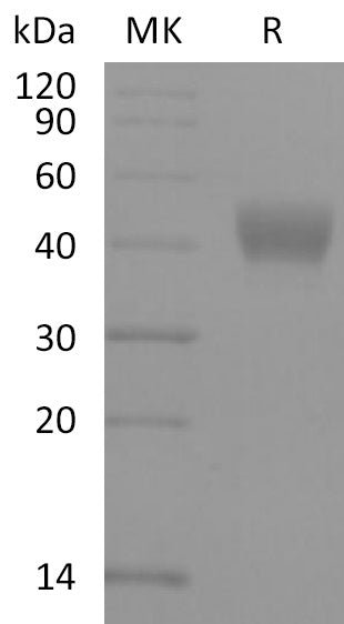 BL-2195NP: Greater than 95% as determined by reducing SDS-PAGE. (QC verified)