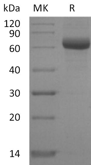 BL-2403NP: Greater than 90% as determined by reducing SDS-PAGE. (QC verified)