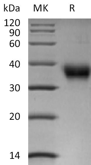 BL-2405NP: Greater than 95% as determined by reducing SDS-PAGE. (QC verified)