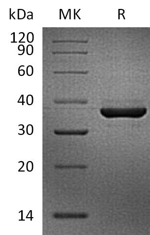 BL-2408NP: Greater than 95% as determined by reducing SDS-PAGE. (QC verified)