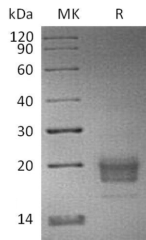 BL-2402NP: Greater than 95% as determined by reducing SDS-PAGE. (QC verified)