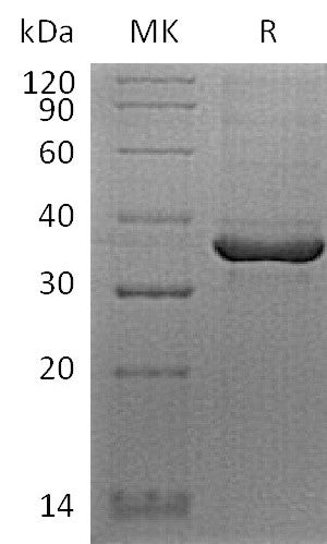BL-2409NP: Greater than 90% as determined by reducing SDS-PAGE. (QC verified)