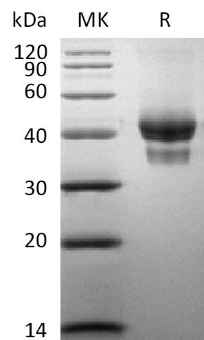 BL-2410NP: Greater than 85% as determined by reducing SDS-PAGE. (QC verified)