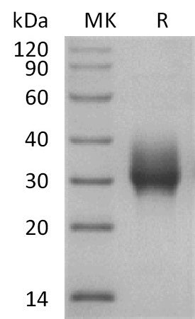 BL-2852NP: Greater than 95% as determined by reducing SDS-PAGE. (QC verified)