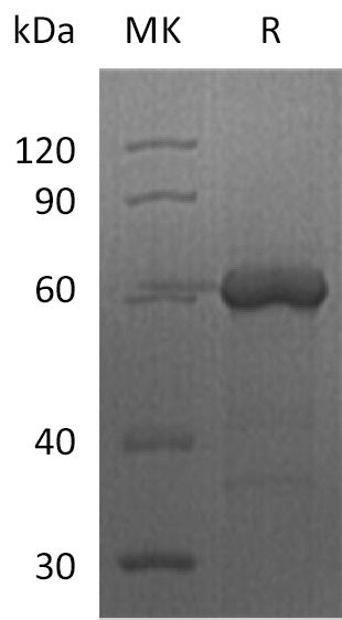 BL-2675NP: Greater than 90% as determined by reducing SDS-PAGE. (QC verified)