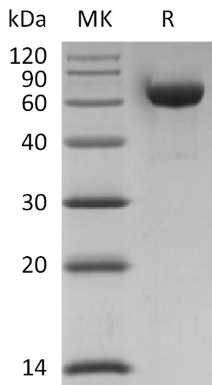 BL-2401NP: Greater than 95% as determined by reducing SDS-PAGE. (QC verified)