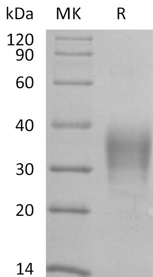 BL-2196NP: Greater than 95% as determined by reducing SDS-PAGE. (QC verified)