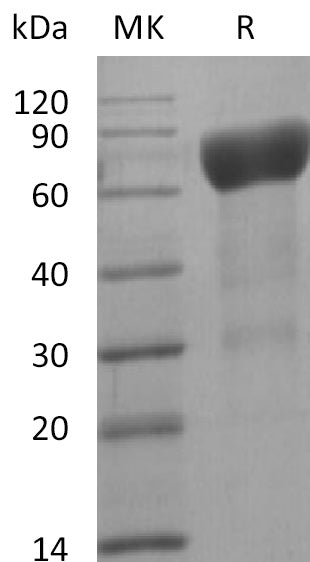 BL-2773NP: Greater than 95% as determined by reducing SDS-PAGE. (QC verified)