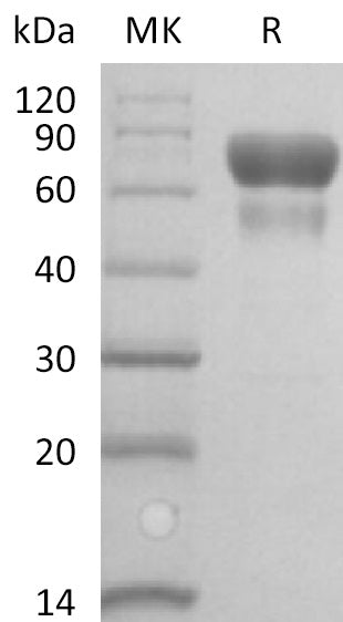 BL-2160NP: Greater than 95% as determined by reducing SDS-PAGE. (QC verified)