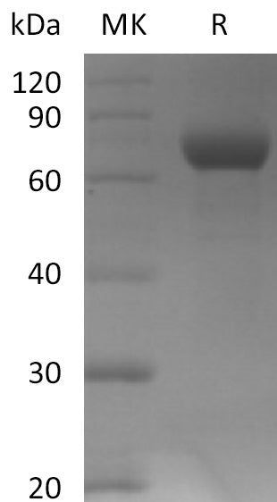 BL-2139NP: Greater than 95% as determined by reducing SDS-PAGE. (QC verified)