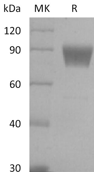 BL-2782NP: Greater than 95% as determined by reducing SDS-PAGE. (QC verified)