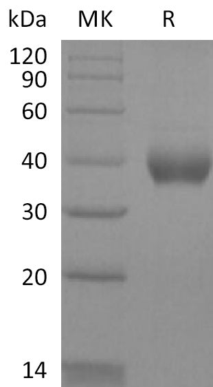 BL-2132NP: Greater than 95% as determined by reducing SDS-PAGE. (QC verified)