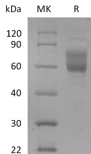 BL-2764NP: Greater than 95% as determined by reducing SDS-PAGE. (QC verified)