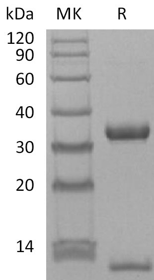 BL-2414NP: Greater than 95% as determined by reducing SDS-PAGE. (QC verified)