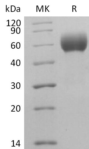 BL-2412NP: Greater than 95% as determined by reducing SDS-PAGE. (QC verified)