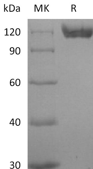 BL-2775NP: Greater than 95% as determined by reducing SDS-PAGE. (QC verified)