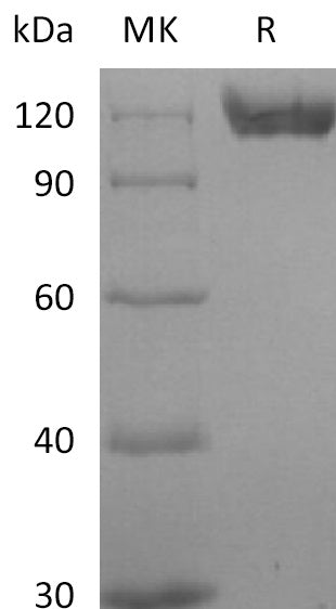 BL-2775NP: Greater than 95% as determined by reducing SDS-PAGE. (QC verified)
