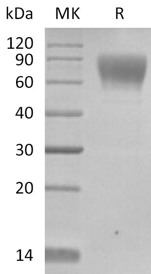BL-2413NP: Greater than 95% as determined by reducing SDS-PAGE. (QC verified)
