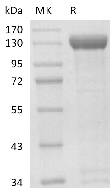 BL-2599NP: Greater than 90% as determined by reducing SDS-PAGE. (QC verified)