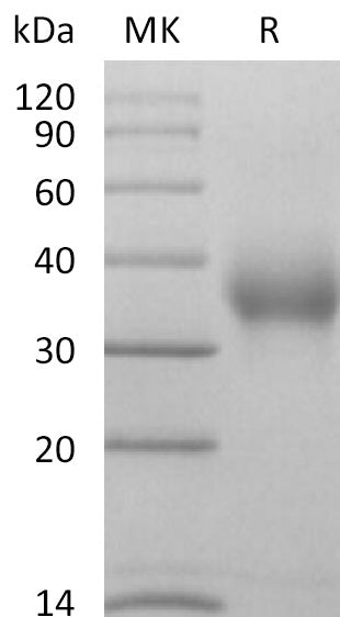 BL-2622NP: Greater than 95% as determined by reducing SDS-PAGE. (QC verified)
