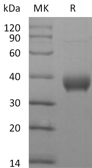 BL-2783NP: Greater than 95% as determined by reducing SDS-PAGE. (QC verified)
