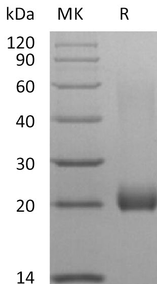 BL-2778NP: Greater than 95% as determined by reducing SDS-PAGE. (QC verified)