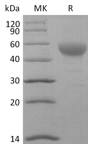 BL-2788NP: Greater than 95% as determined by reducing SDS-PAGE. (QC verified)