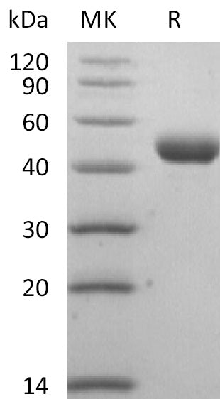 BL-0291NP: Greater than 95% as determined by reducing SDS-PAGE. (QC verified)