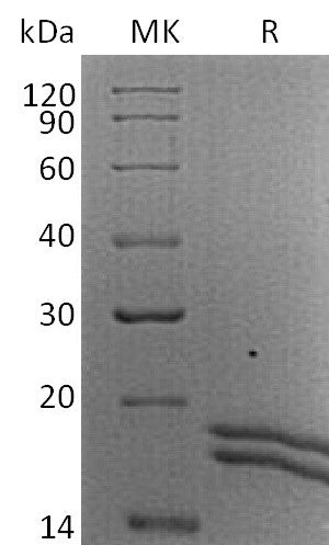 BL-2730NP: Greater than 90% as determined by reducing SDS-PAGE. (QC verified)