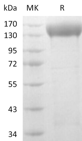 BL-2652NP: Greater than 95% as determined by reducing SDS-PAGE. (QC verified)