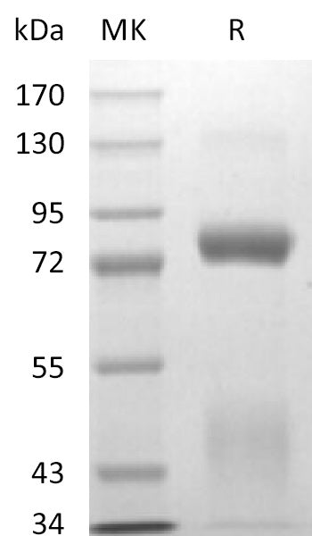 BL-2710NP: Greater than 95% as determined by reducing SDS-PAGE. (QC verified)
