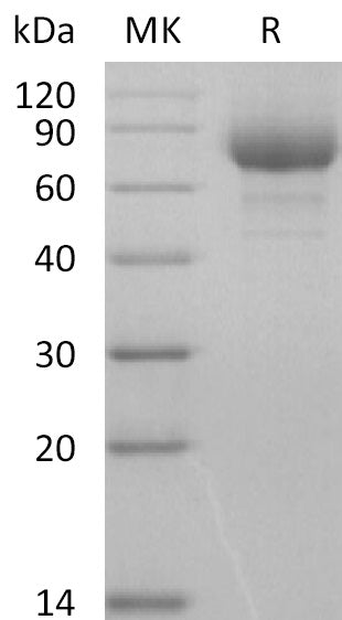 BL-2784NP: Greater than 95% as determined by reducing SDS-PAGE. (QC verified)