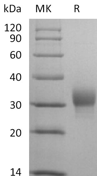 BL-2777NP: Greater than 95% as determined by reducing SDS-PAGE. (QC verified)